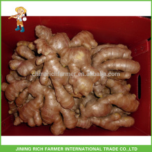 Shandong Fresh Ginger Air Dried Ginger 150g up For Turkey Market